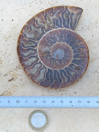 Ammonite sciée, de 110mm x 87 x 11 - 134,5 grammes. Parfait pour collection, exposition...