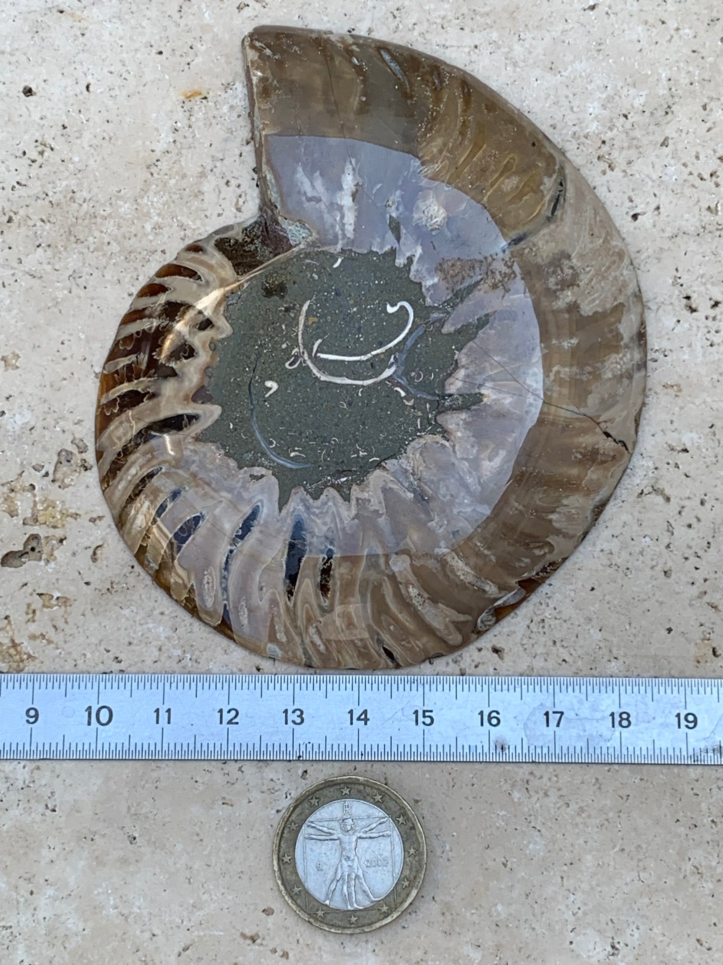 Ammonite sciée, de 110mm x 87 x 11 - 134,5 grammes. Parfait pour collection, exposition...