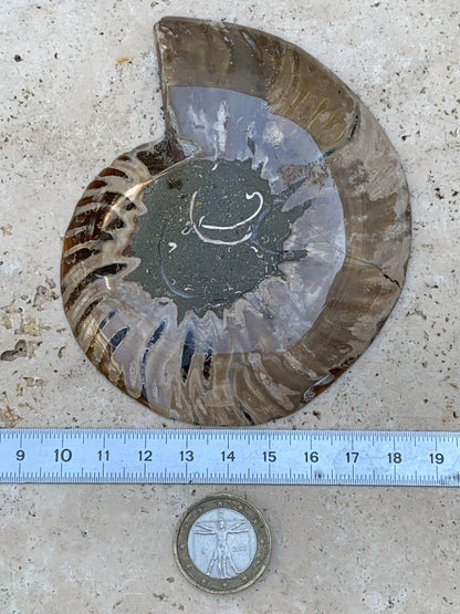Ammonite sciée, de 110mm x 87 x 11 - 134,5 grammes. Parfait pour collection, exposition...