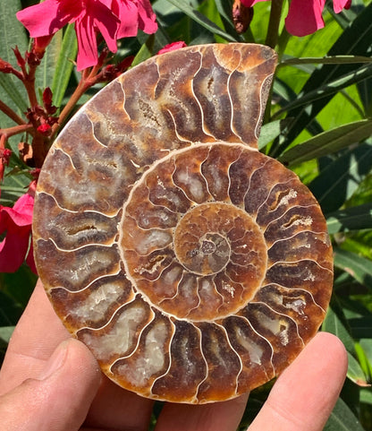 Ammonite sciée, de 110mm x 87 x 11 - 134,5 grammes. Parfait pour collection, exposition...