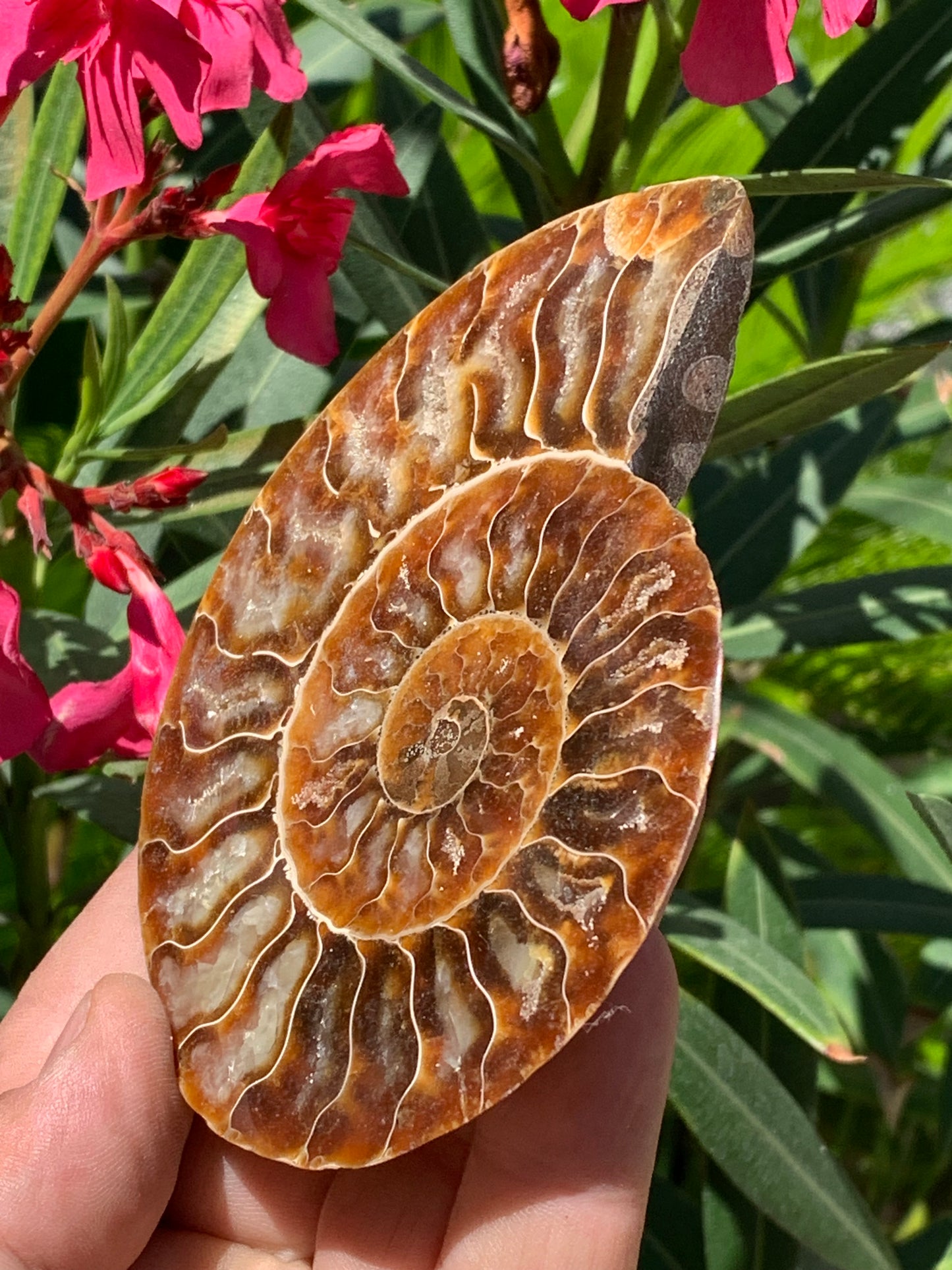 Ammonite sciée, de 110mm x 87 x 11 - 134,5 grammes. Parfait pour collection, exposition...