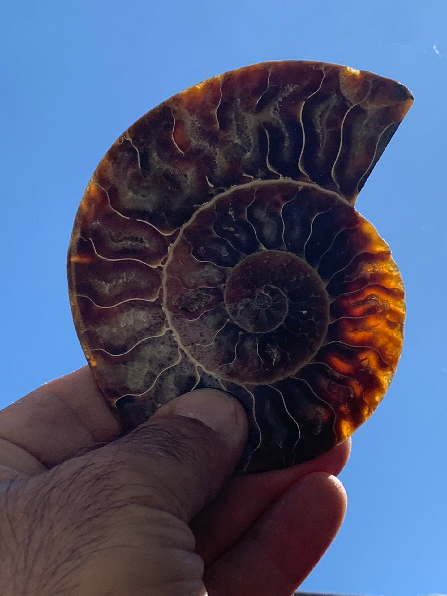 Ammonite sciée, de 110mm x 87 x 11 - 134,5 grammes. Parfait pour collection, exposition...