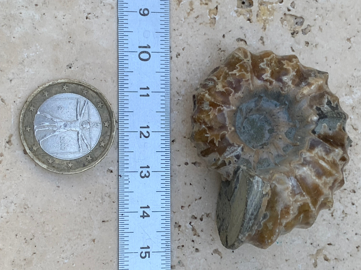 Ammonite 'Tracteur' douvilleiceras mammilatum, de 50mm x 40 x 26 - 55,3 grammes. Parfait pour collection, exposition...