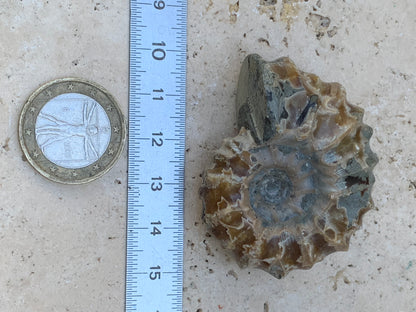 Ammonite 'Tracteur' douvilleiceras mammilatum, de 50mm x 40 x 26 - 55,3 grammes. Parfait pour collection, exposition...