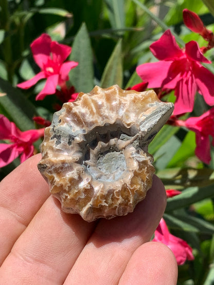 Ammonite 'Tracteur' douvilleiceras mammilatum, de 50mm x 40 x 26 - 55,3 grammes. Parfait pour collection, exposition...