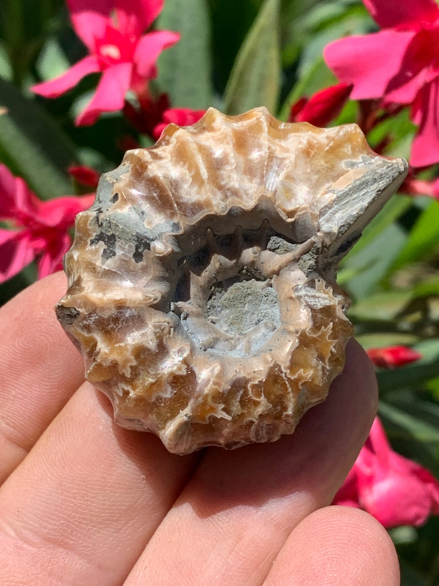 Ammonite 'Tracteur' douvilleiceras mammilatum, de 50mm x 40 x 26 - 55,3 grammes. Parfait pour collection, exposition...