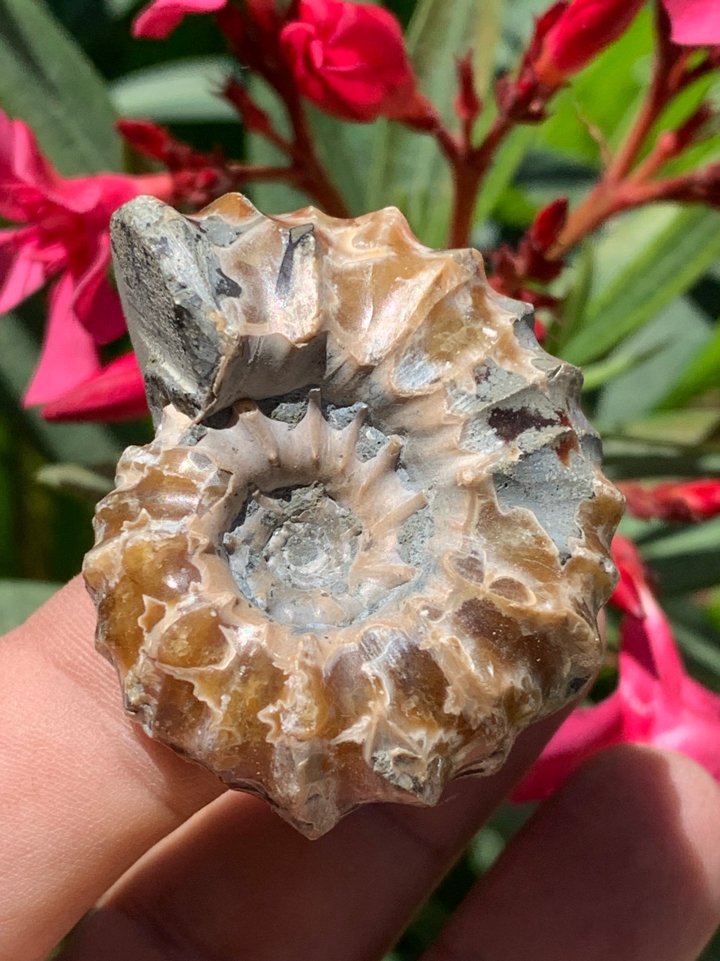 Ammonite 'Tracteur' douvilleiceras mammilatum, de 50mm x 40 x 26 - 55,3 grammes. Parfait pour collection, exposition...