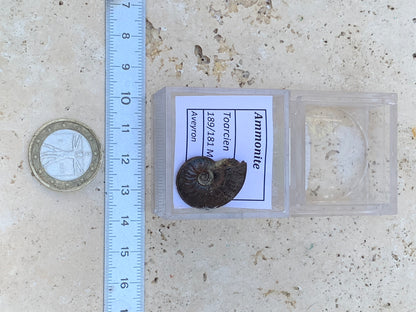 Ammonite pyritisé de France (Aveyron), de 22mm x 19 x 6 - 4,8 grammes. Parfait pour collection, exposition... Vendu avec boîte loupe de 4 x4 x4cm !