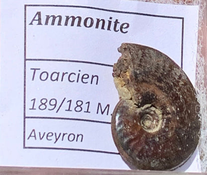 Ammonite pyritisé de France (Aveyron), de 22mm x 19 x 6 - 4,8 grammes. Parfait pour collection, exposition... Vendu avec boîte loupe de 4 x4 x4cm !