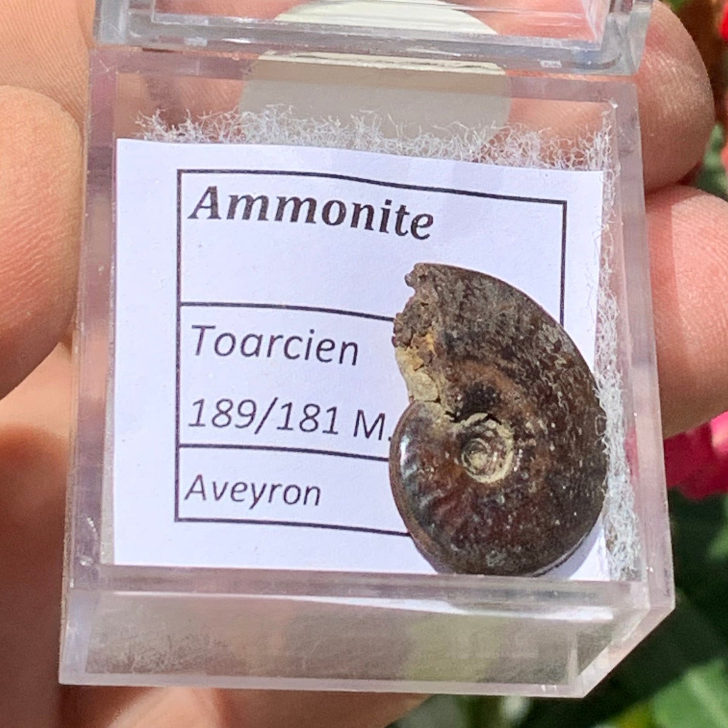 Ammonite pyritisé de France (Aveyron), de 22mm x 19 x 6 - 4,8 grammes. Parfait pour collection, exposition... Vendu avec boîte loupe de 4 x4 x4cm !