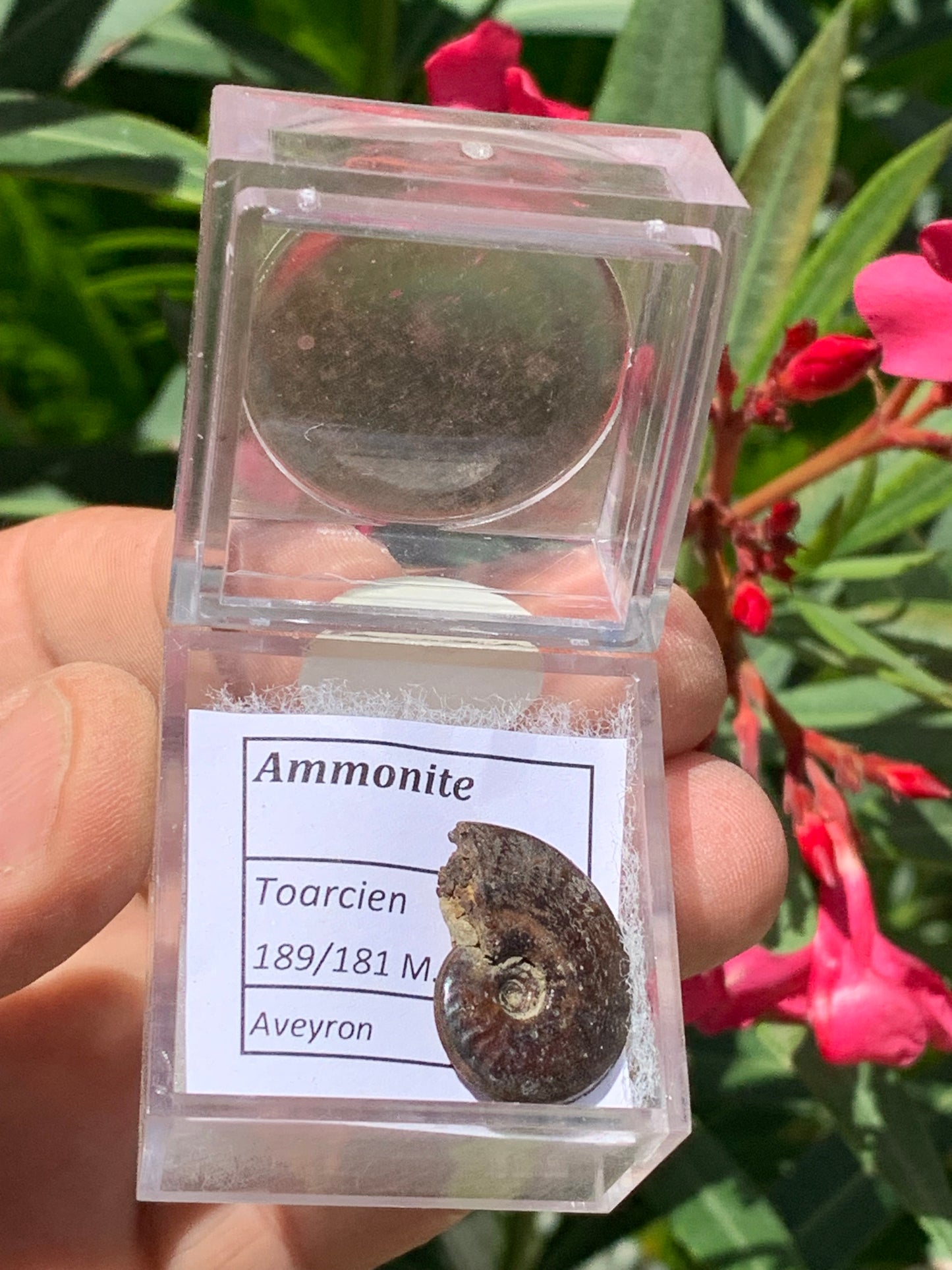 Ammonite pyritisé de France (Aveyron), de 22mm x 19 x 6 - 4,8 grammes. Parfait pour collection, exposition... Vendu avec boîte loupe de 4 x4 x4cm !