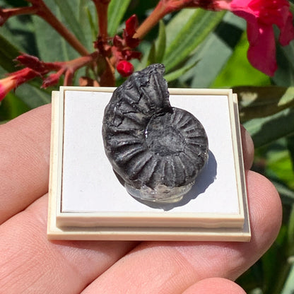 Ammonite pyritisé de France (Aveyron), de 26mm x 20 x 10 - 8,5 grammes. Parfait pour collection, exposition... Vendu avec boîte de 4 x3,3 x2 cm !