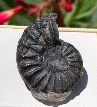 Ammonite pyritisé de France (Aveyron), de 26mm x 20 x 10 - 8,5 grammes. Parfait pour collection, exposition... Vendu avec boîte de 4 x3,3 x2 cm !