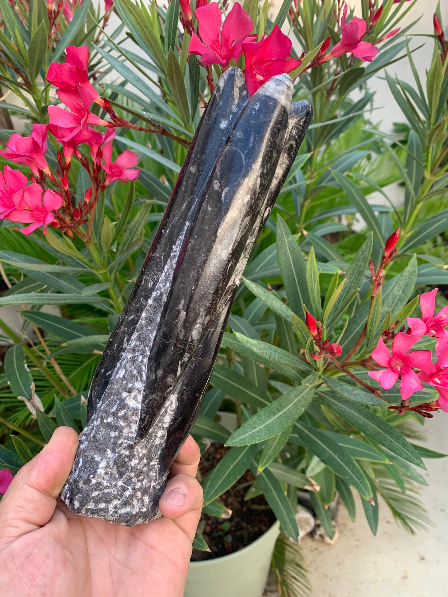Orthoceras/ Orthocère, tourelle de 24 cm x 7 de diamètre- 1,24 kilogramme. Parfait pour collection, exposition...