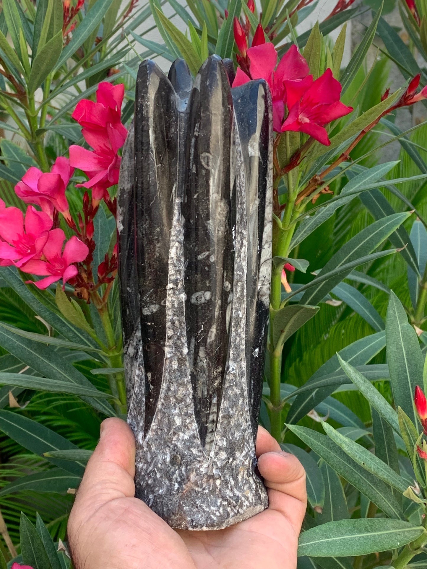 Orthoceras/ Orthocère, tourelle de 22 cm x 8 x 6 - 1,46 kilogramme. Parfait pour collection, exposition...