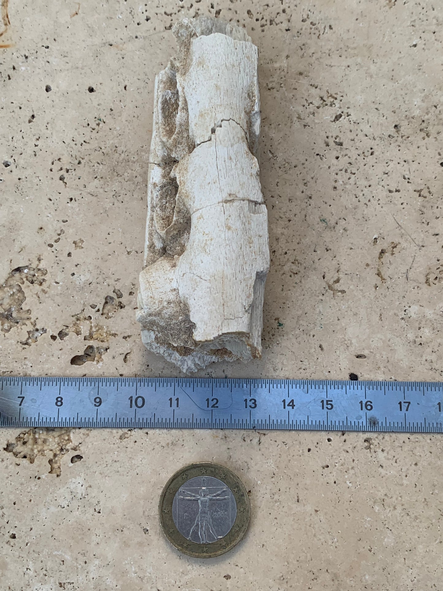 Crocodile, mâchoire/ rostre fossilisé de l'Eocène, de 87 mm x 28 x 20 - 66,2 grammes. Parfait pour collection, exposition...