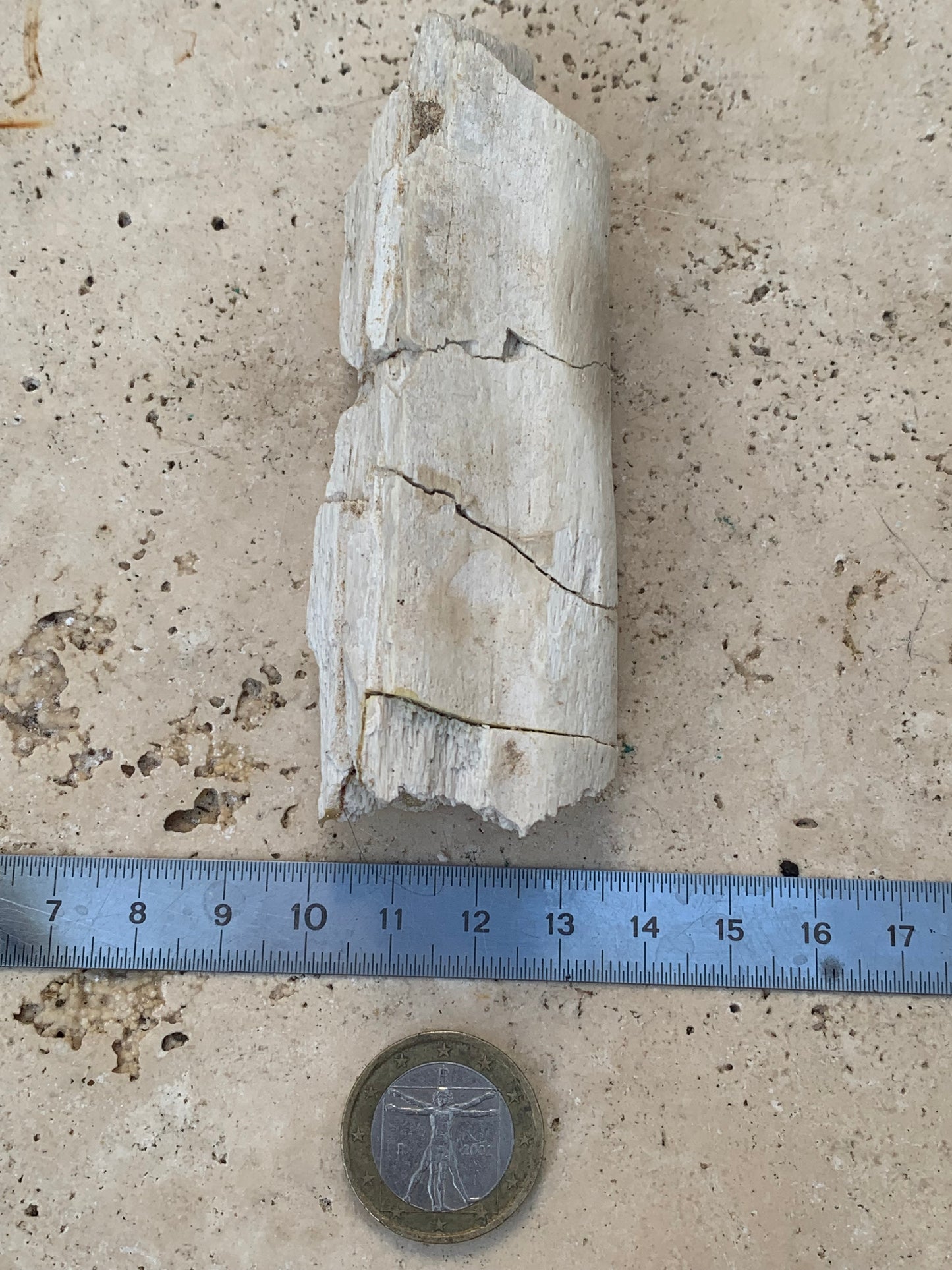 Crocodile, mâchoire/ rostre fossilisé de l'Eocène, de 87 mm x 28 x 20 - 66,2 grammes. Parfait pour collection, exposition...