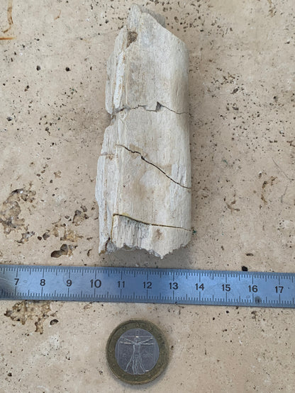 Crocodile, mâchoire/ rostre fossilisé de l'Eocène, de 87 mm x 28 x 20 - 66,2 grammes. Parfait pour collection, exposition...