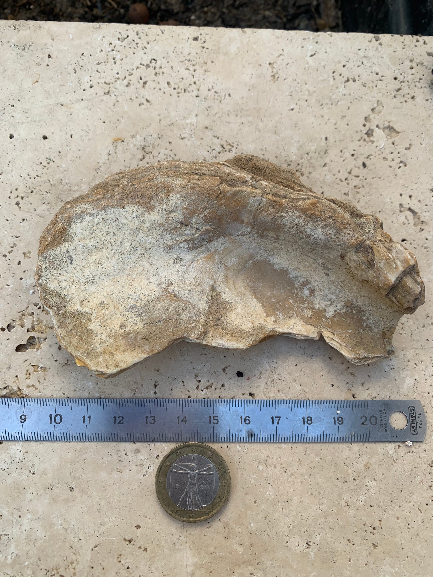 Huitre fossilisée de France, de 111 mm x 68 x 34 - 167,3 grammes. Parfait pour collection, exposition...