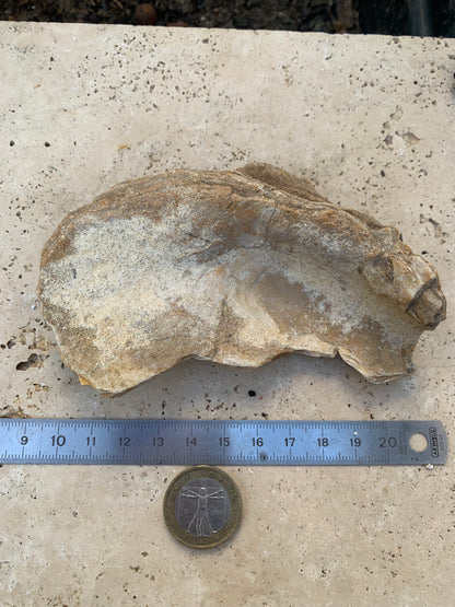 Huitre fossilisée de France, de 111 mm x 68 x 34 - 167,3 grammes. Parfait pour collection, exposition...