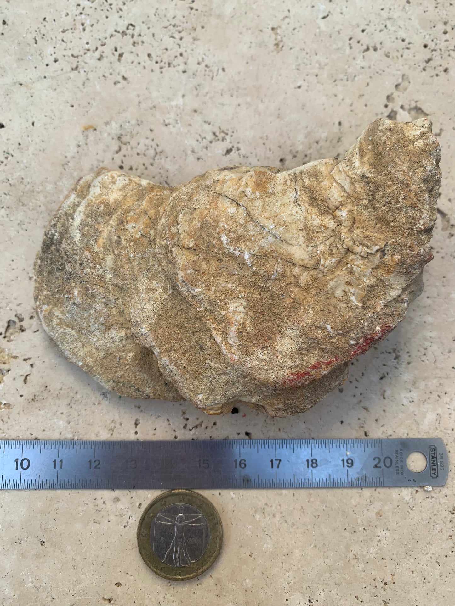 Huitre fossilisée de France, de 111 mm x 68 x 34 - 167,3 grammes. Parfait pour collection, exposition...