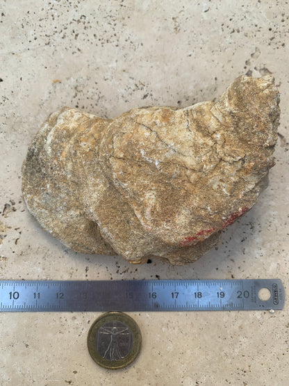 Huitre fossilisée de France, de 111 mm x 68 x 34 - 167,3 grammes. Parfait pour collection, exposition...