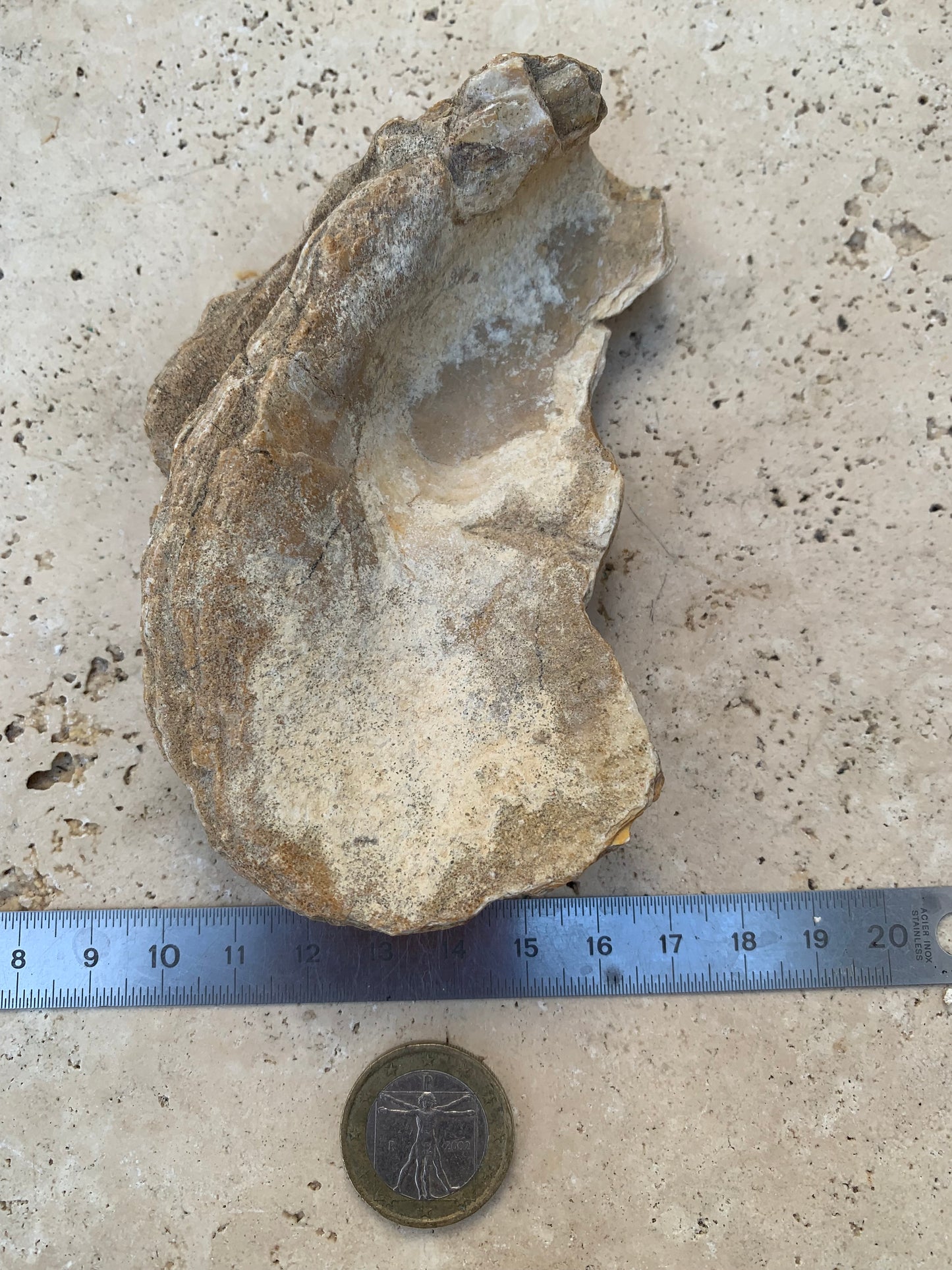 Huitre fossilisée de France, de 111 mm x 68 x 34 - 167,3 grammes. Parfait pour collection, exposition...