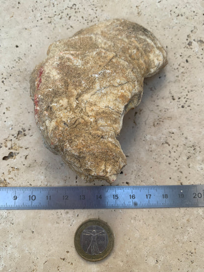Huitre fossilisée de France, de 111 mm x 68 x 34 - 167,3 grammes. Parfait pour collection, exposition...