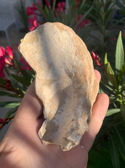 Huitre fossilisée de France, de 111 mm x 68 x 34 - 167,3 grammes. Parfait pour collection, exposition...