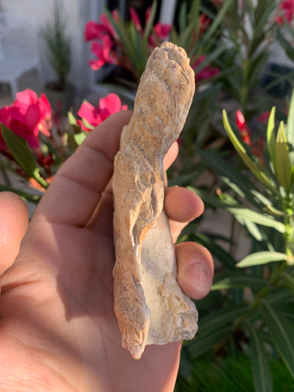 Huitre fossilisée de France, de 111 mm x 68 x 34 - 167,3 grammes. Parfait pour collection, exposition...