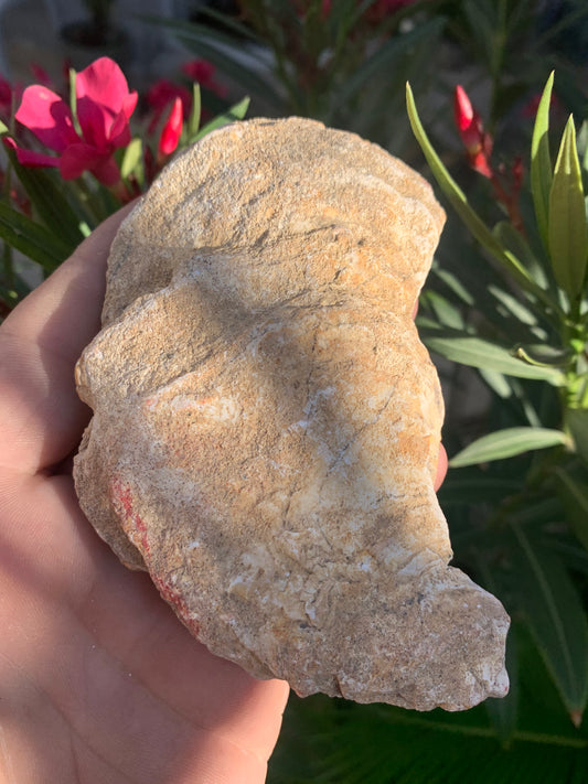 Huitre fossilisée de France, de 111 mm x 68 x 34 - 167,3 grammes. Parfait pour collection, exposition...