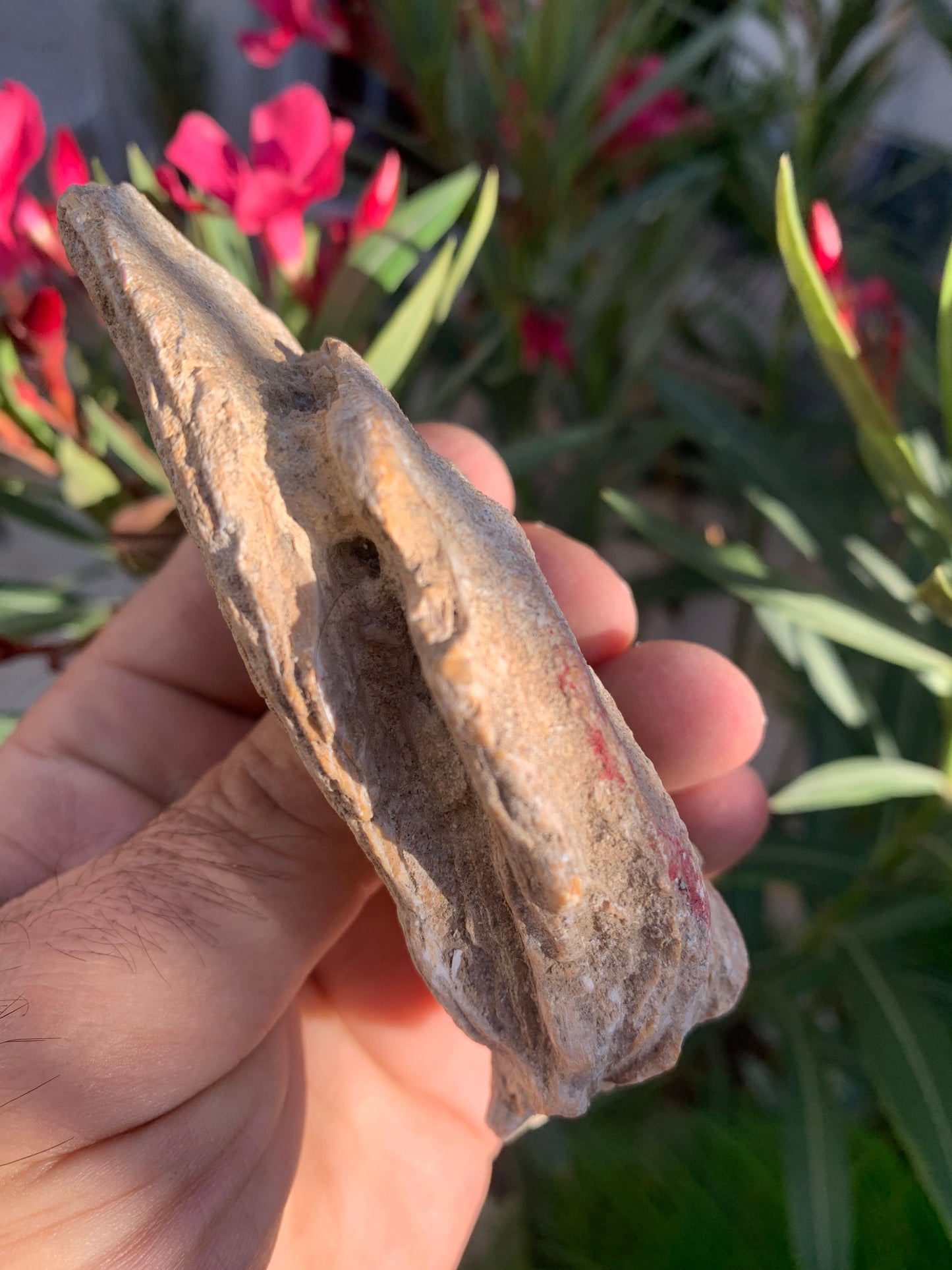 Huitre fossilisée de France, de 111 mm x 68 x 34 - 167,3 grammes. Parfait pour collection, exposition...
