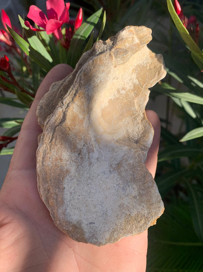 Huitre fossilisée de France, de 111 mm x 68 x 34 - 167,3 grammes. Parfait pour collection, exposition...