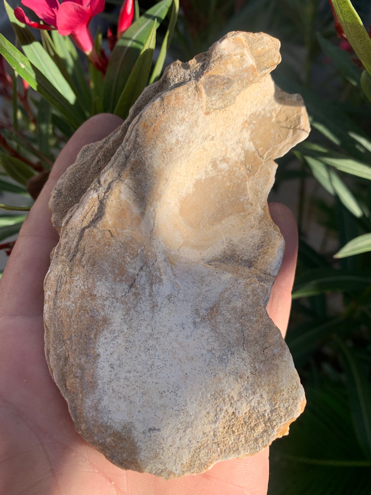 Huitre fossilisée de France, de 111 mm x 68 x 34 - 167,3 grammes. Parfait pour collection, exposition...
