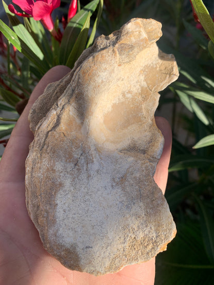 Huitre fossilisée de France, de 111 mm x 68 x 34 - 167,3 grammes. Parfait pour collection, exposition...