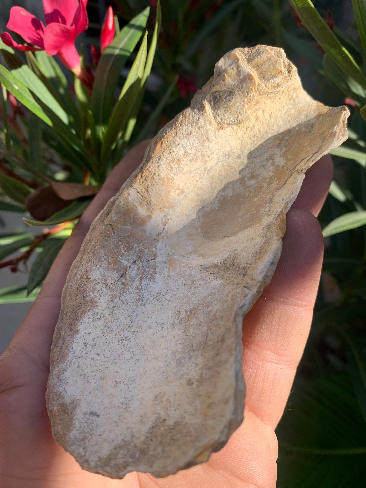 Huitre fossilisée de France, de 111 mm x 68 x 34 - 167,3 grammes. Parfait pour collection, exposition...