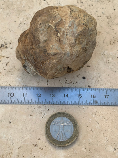 Trilobites Phacops, fossile en 2 moitiés de 60 mm x 58 x 40 - 121,7 grammes. Parfait pour collection, exposition...