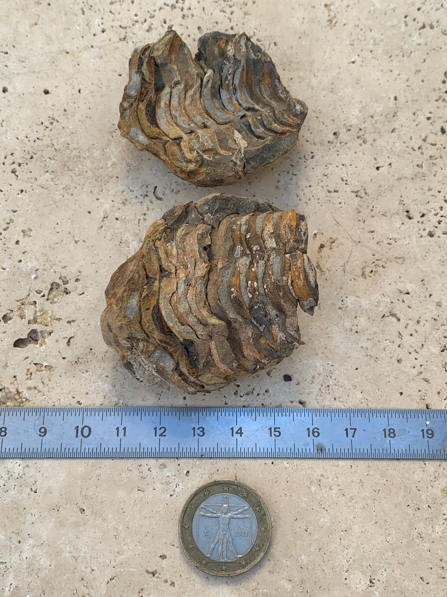 Trilobites Phacops, fossile en 2 moitiés de 60 mm x 58 x 40 - 121,7 grammes. Parfait pour collection, exposition...