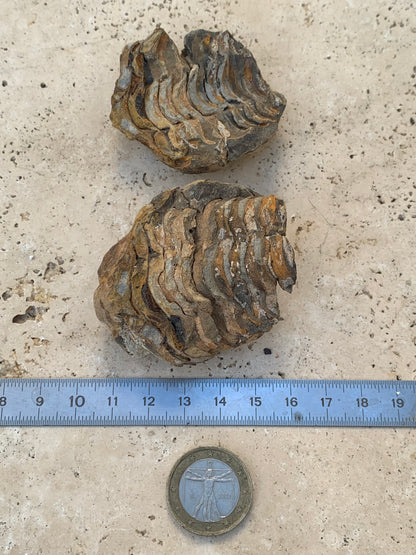 Trilobites Phacops, fossile en 2 moitiés de 60 mm x 58 x 40 - 121,7 grammes. Parfait pour collection, exposition...