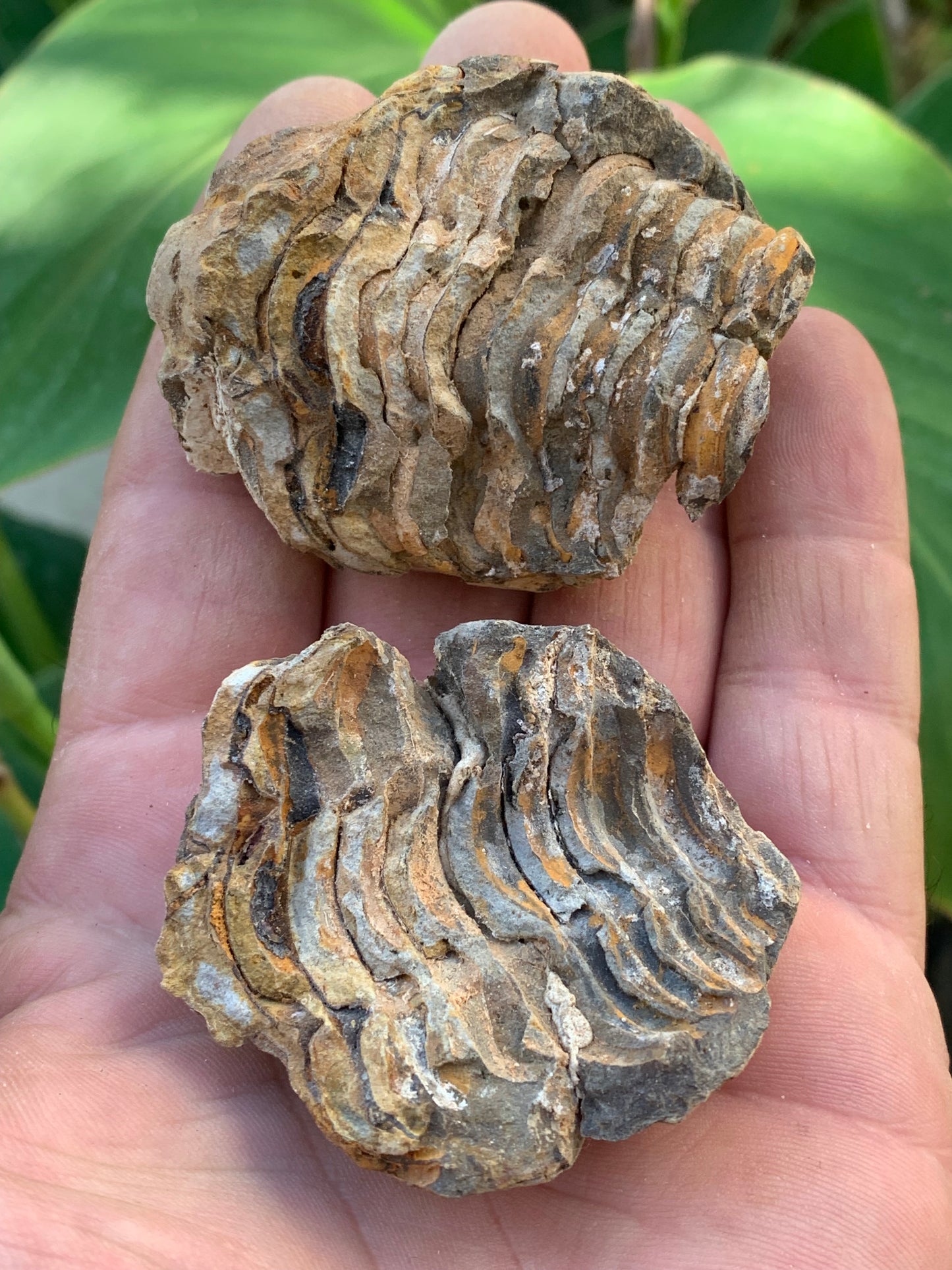 Trilobites Phacops, fossile en 2 moitiés de 60 mm x 58 x 40 - 121,7 grammes. Parfait pour collection, exposition...