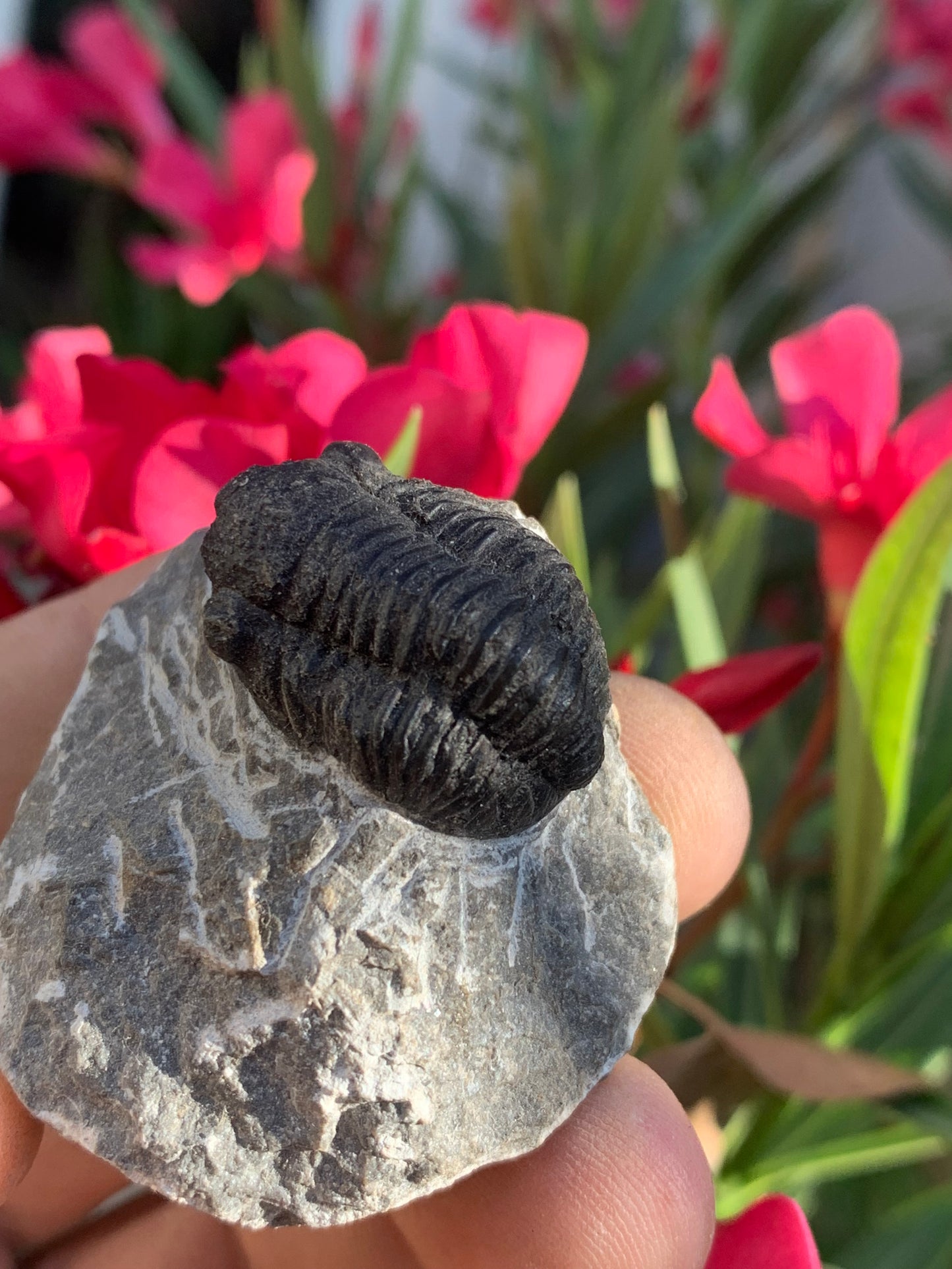 Trilobites Phacops, fossile de 47 mm x 45 x 33 - 65,8 grammes. Parfait pour collection, exposition...