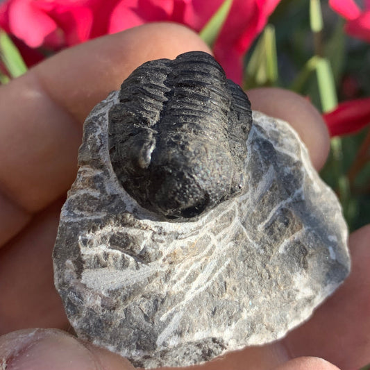 Trilobites Phacops, fossile de 47 mm x 45 x 33 - 65,8 grammes. Parfait pour collection, exposition...