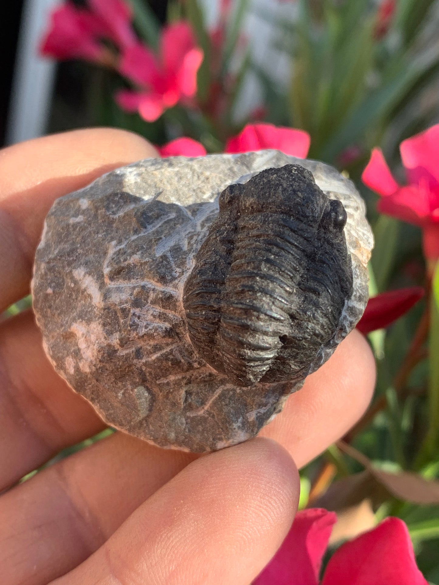 Trilobites Phacops, fossile de 47 mm x 45 x 33 - 65,8 grammes. Parfait pour collection, exposition...