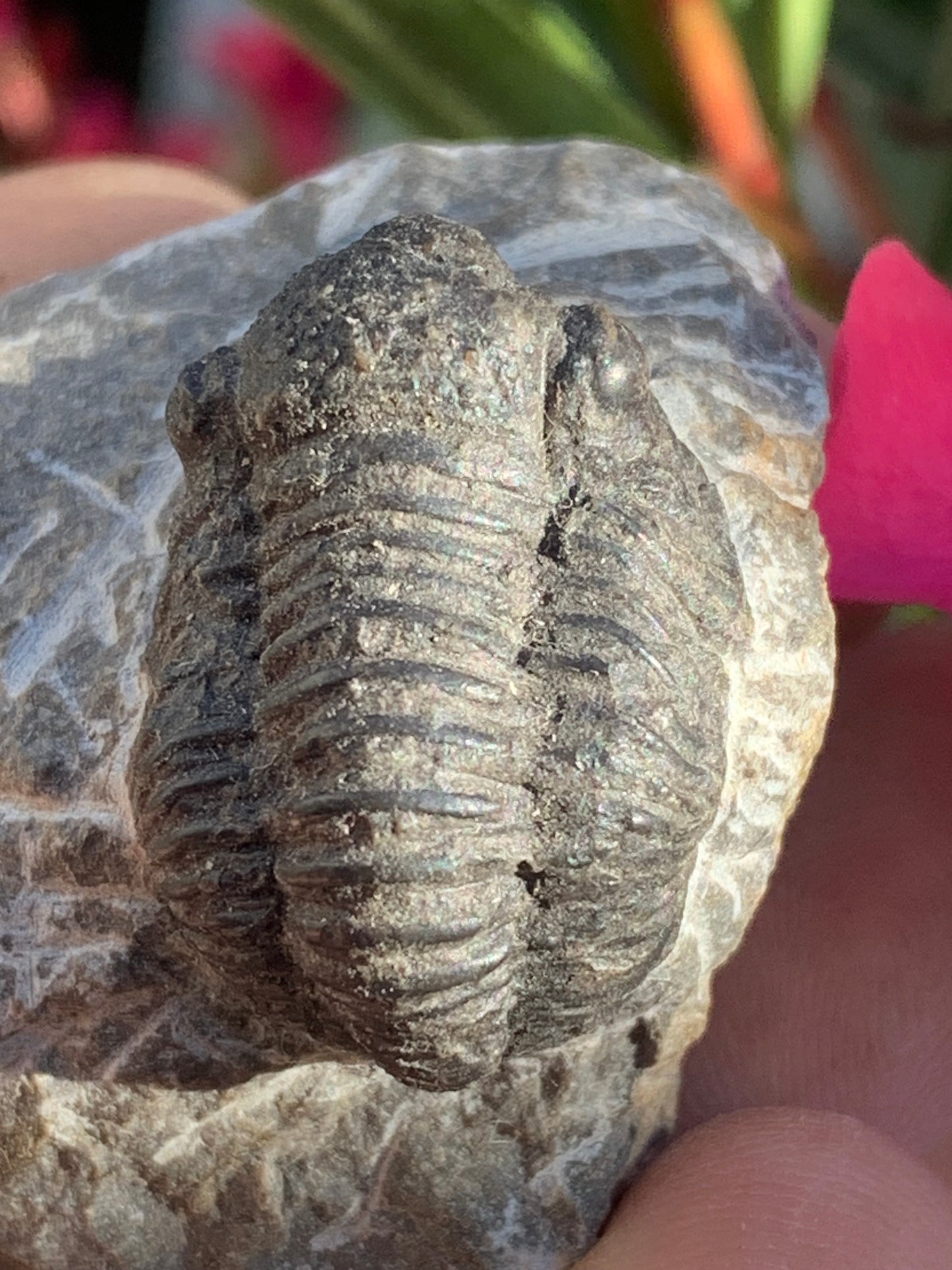Trilobites Phacops, fossile de 47 mm x 45 x 33 - 65,8 grammes. Parfait pour collection, exposition...
