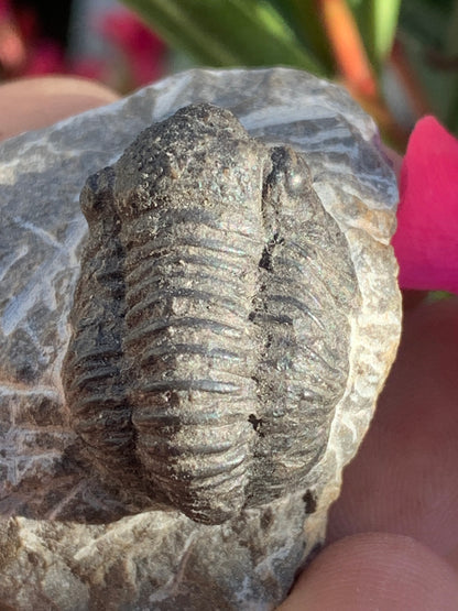 Trilobites Phacops, fossile de 47 mm x 45 x 33 - 65,8 grammes. Parfait pour collection, exposition...