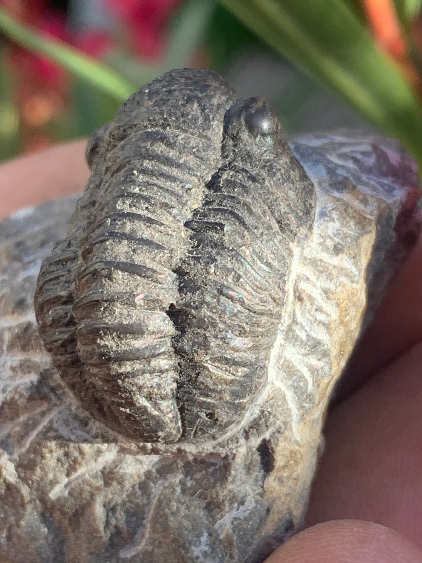 Trilobites Phacops, fossile de 47 mm x 45 x 33 - 65,8 grammes. Parfait pour collection, exposition...