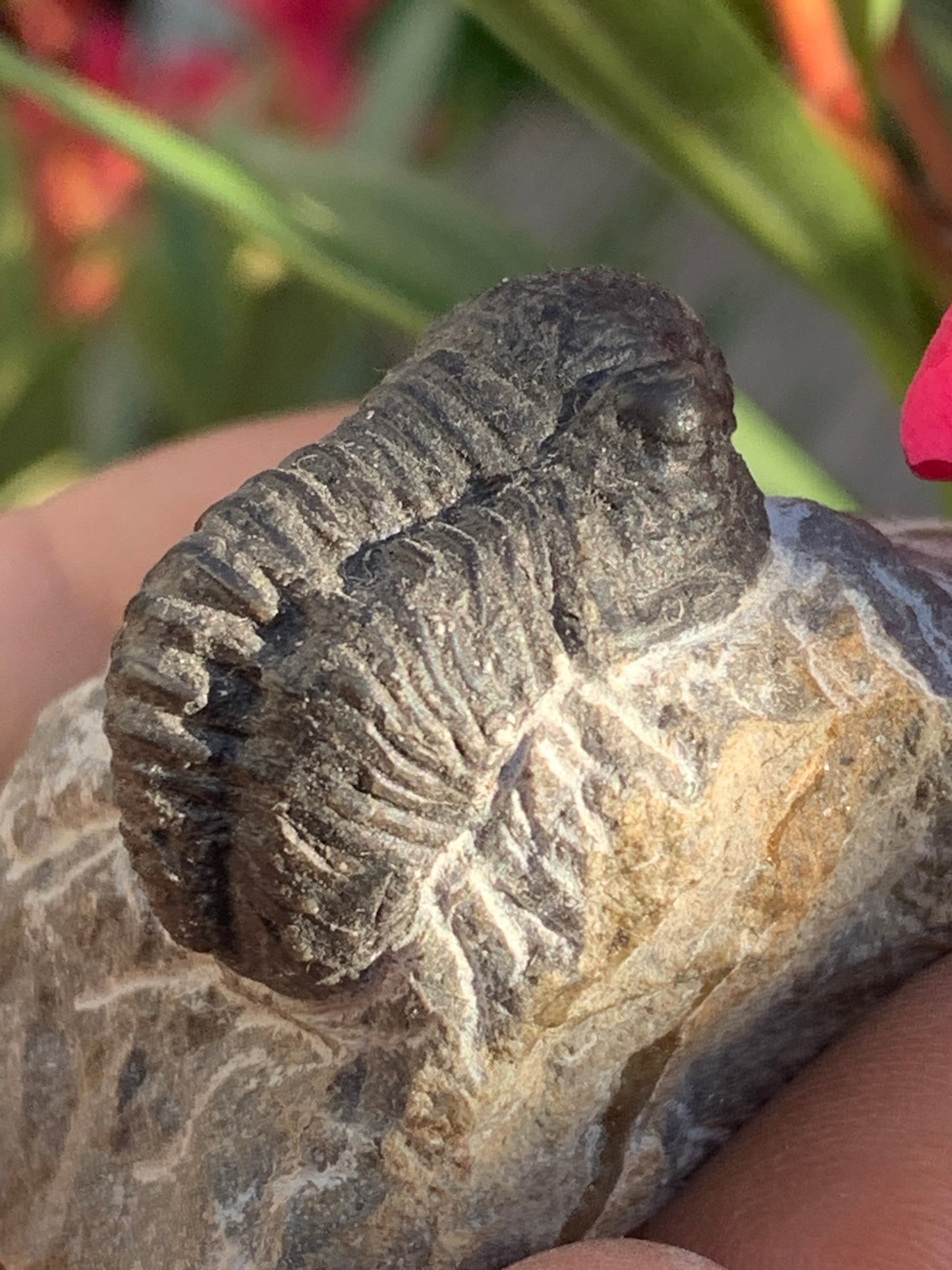 Trilobites Phacops, fossile de 47 mm x 45 x 33 - 65,8 grammes. Parfait pour collection, exposition...