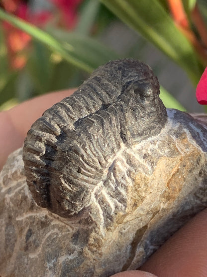 Trilobites Phacops, fossile de 47 mm x 45 x 33 - 65,8 grammes. Parfait pour collection, exposition...
