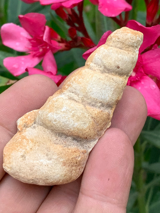Coquillage fossile en calcaire, type Turritelle, de 68x30x22 millimètres/ 33,8 grammes. Parfait pour décoration, collection ou exposition...