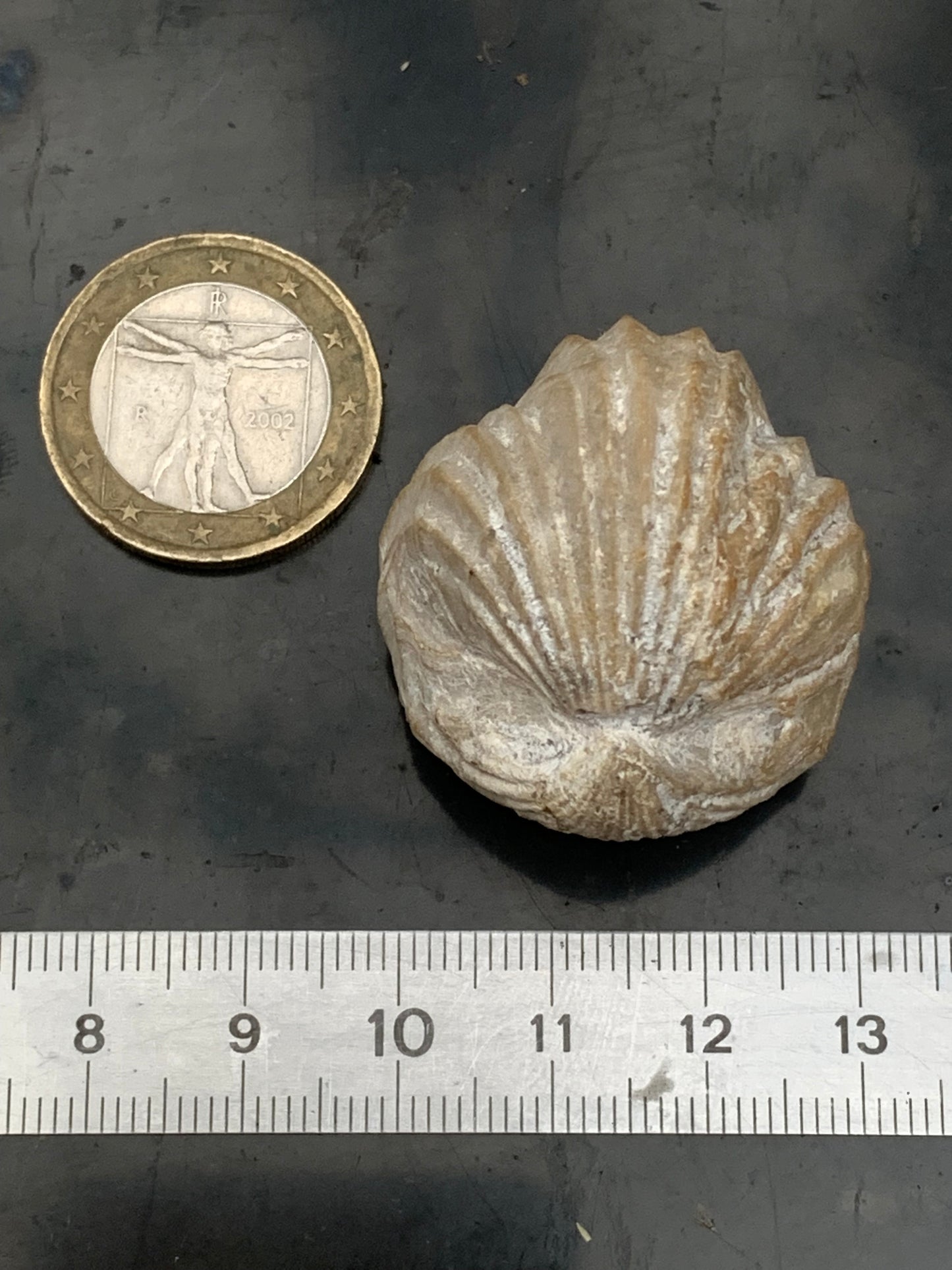 Coquillage bivalve fossile en calcaire de 34 x 31 x 31 millimètres / 31,7 grammes. Parfait pour décoration, collection ou exposition...